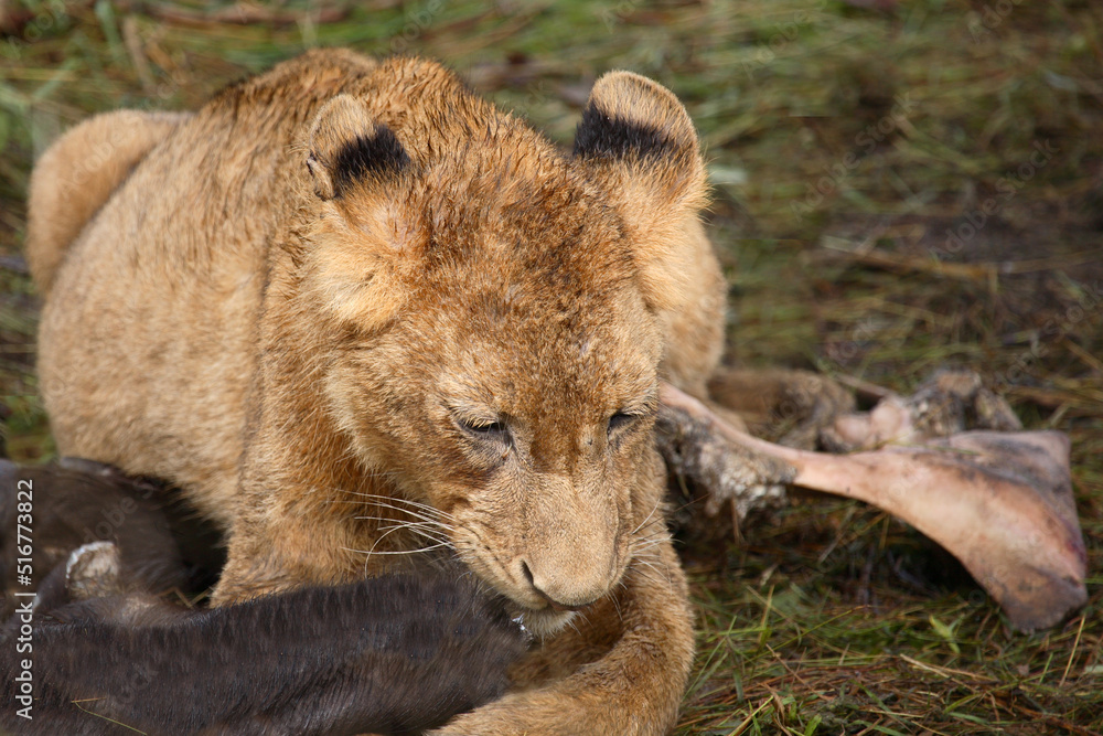 Afrikanischer Löwe / African Lion / Panthera Leo. Afrikanischer Löwe / African Lion / Panthera Leo.