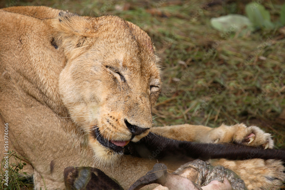Naklejka premium Afrikanischer Löwe / African Lion / Panthera Leo.