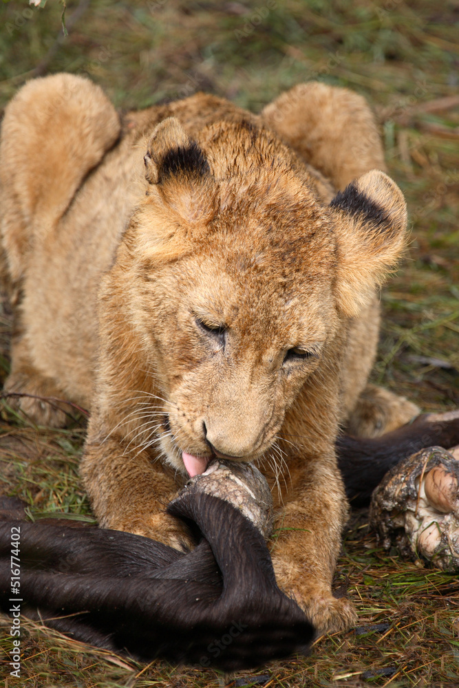 Afrikanischer Löwe / African Lion / Panthera Leo. Afrikanischer Löwe / African Lion / Panthera Leo.
