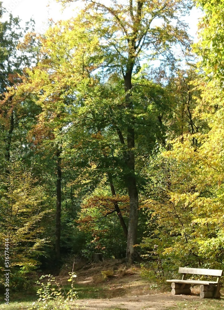 Wooden bench at the edge of the forest in a clearing Wooden bench at the edge of the forest in a clearing