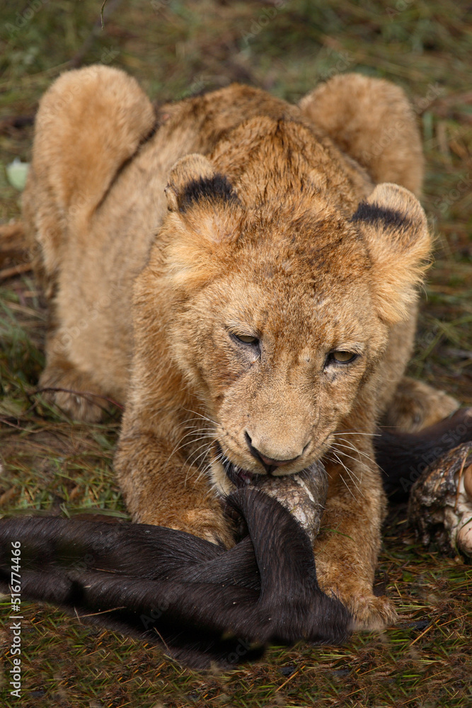 Afrikanischer Löwe / African Lion / Panthera Leo. Afrikanischer Löwe / African Lion / Panthera Leo.