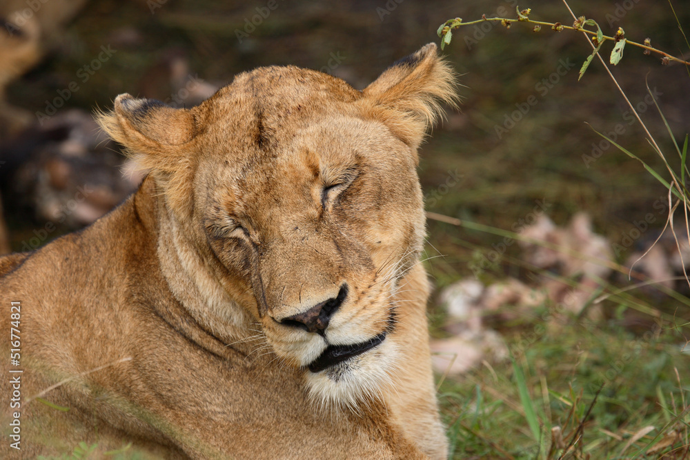 Afrikanischer Löwe / African Lion / Panthera Leo. Afrikanischer Löwe / African Lion / Panthera Leo.
