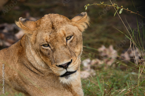 Afrikanischer L  we   African Lion   Panthera Leo.