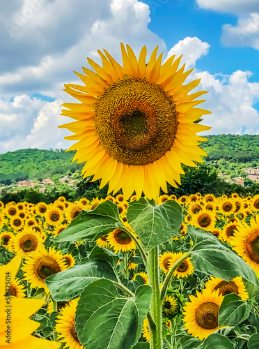 sonnenblume in einem sonnenblumenfeld
