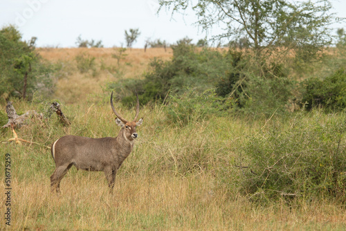 Wasserbock   Waterbuck   Kobus ellipsiprymnus