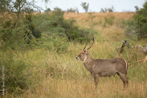 Wasserbock   Waterbuck   Kobus ellipsiprymnus