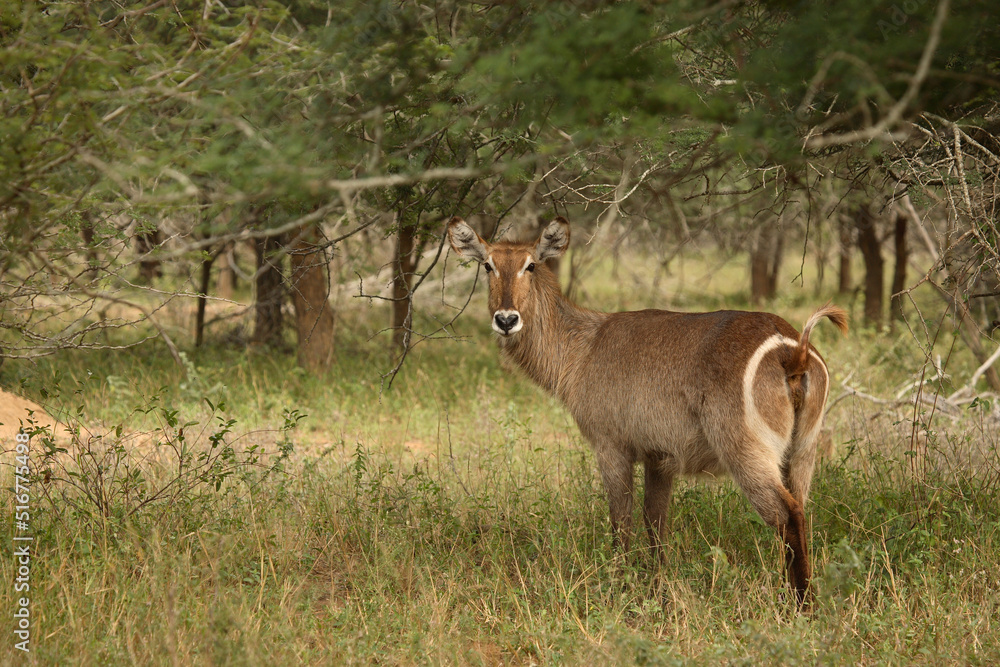 Fototapeta premium Wasserbock / Waterbuck / Kobus ellipsiprymnus