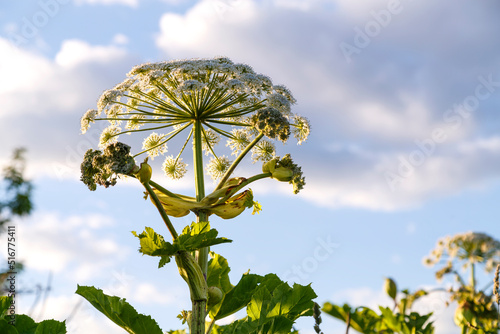 Hogweed is a poisonous weed plant growing on the outskirts of a field against a blue sky.