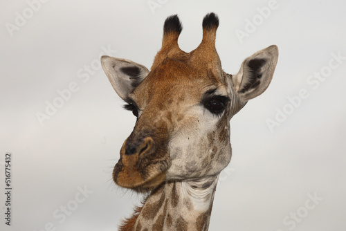 Canvas Print Giraffe / Giraffe / Giraffa Camelopardalis