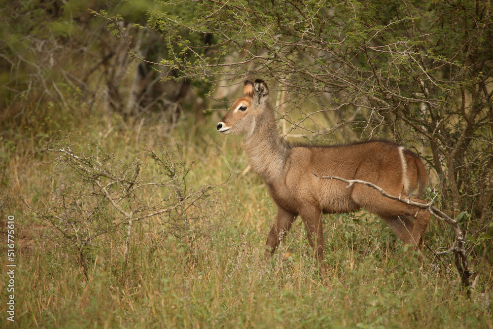 Fototapeta premium Wasserbock / Waterbuck / Kobus ellipsiprymnus