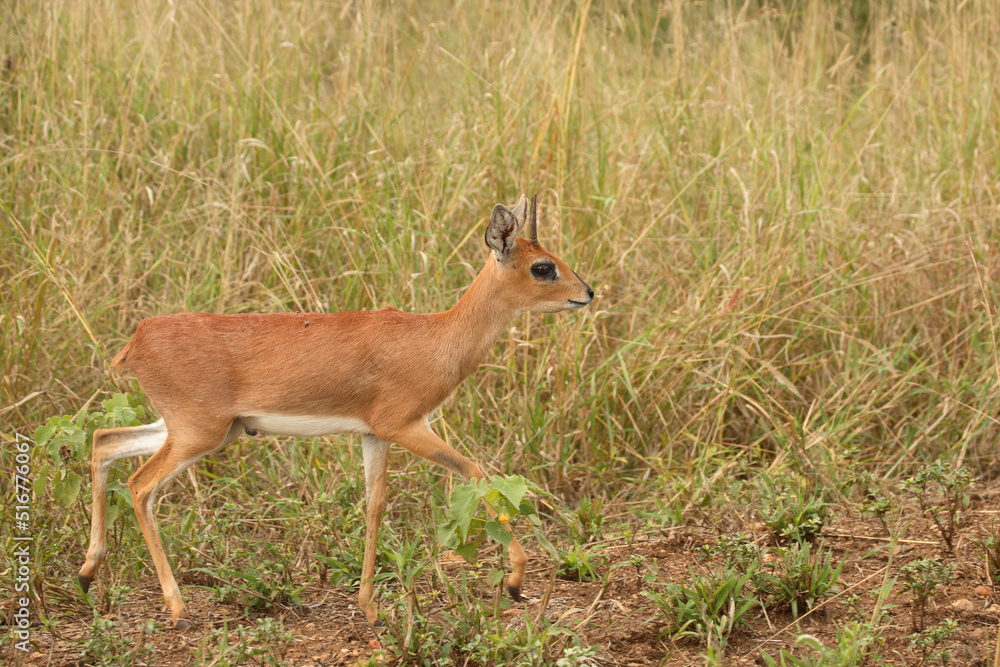 Afrikanischer Steinbock / Steenbok / Raphicerus campestris Afrikanischer Steinbock / Steenbok / Raphicerus campestris