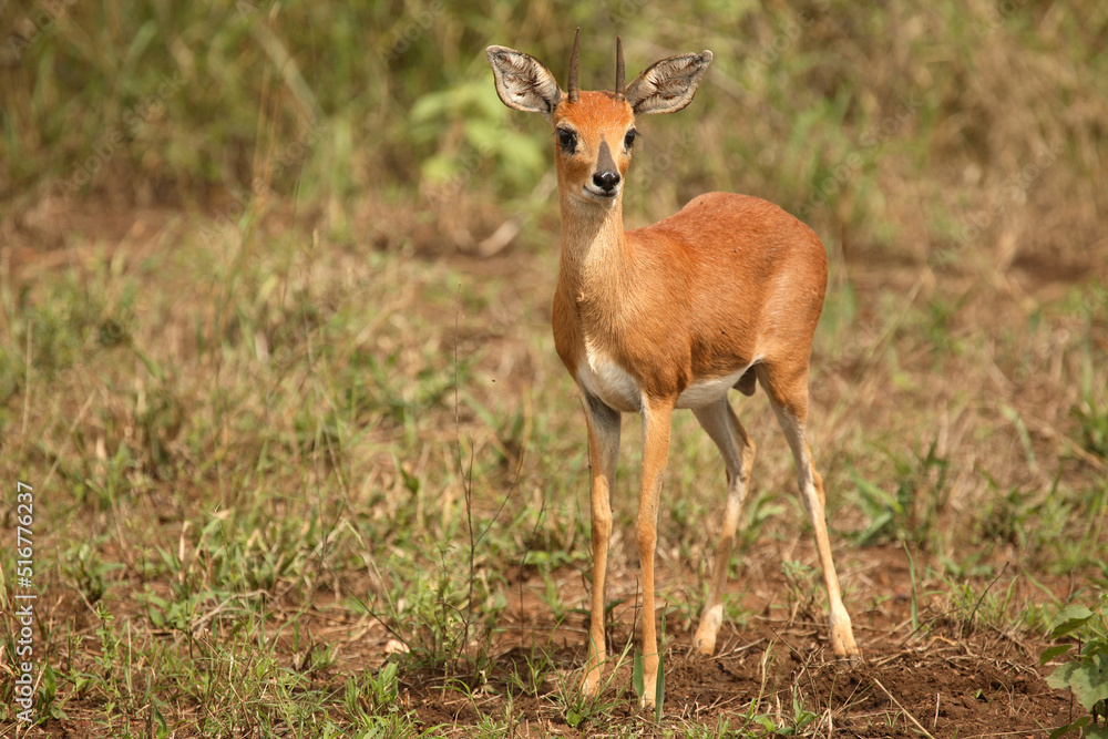 Afrikanischer Steinbock / Steenbok / Raphicerus campestris Afrikanischer Steinbock / Steenbok / Raphicerus campestris