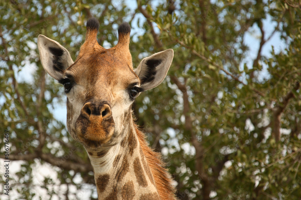 Naklejka premium Giraffe / Giraffe / Giraffa Camelopardalis