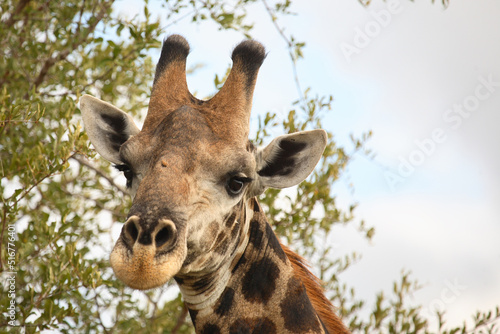 Canvas Print Giraffe / Giraffe / Giraffa Camelopardalis