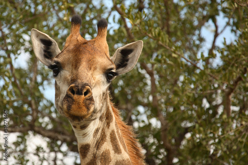 Photography Giraffe / Giraffe / Giraffa Camelopardalis