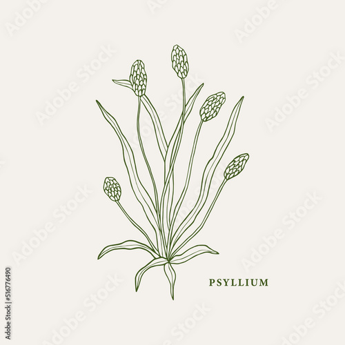Line art psyllium plant illustration