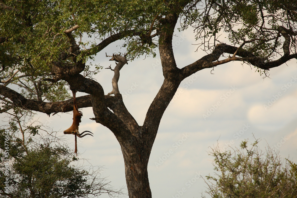 Fototapeta premium Leopardenbeute im Baum / Leopard kill in tree / Panthera pardus.