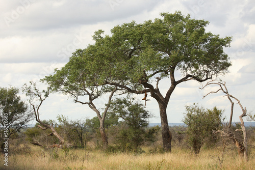 Leopardenbeute im Baum   Leopard kill in tree   Panthera pardus.