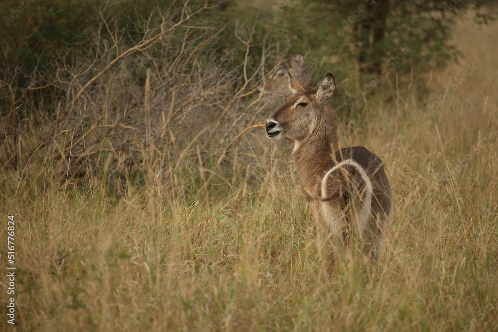 Wasserbock / Waterbuck / Kobus ellipsiprymnus Wasserbock / Waterbuck / Kobus ellipsiprymnus