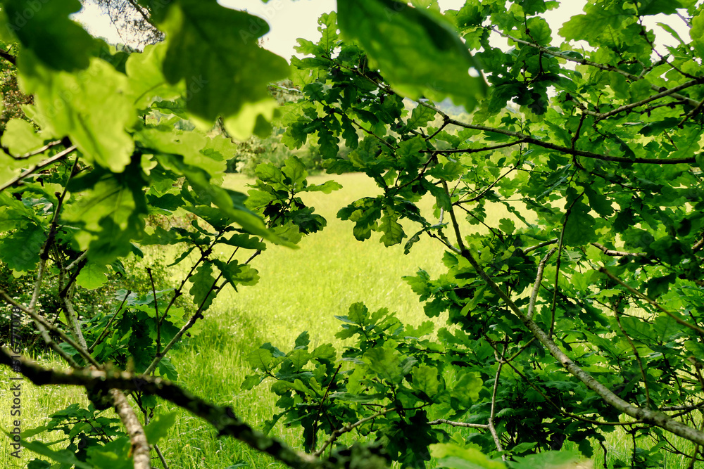 View of a meadow looking through the canopy of an oak tree
View of a meadow looking through the canopy of an oak tree