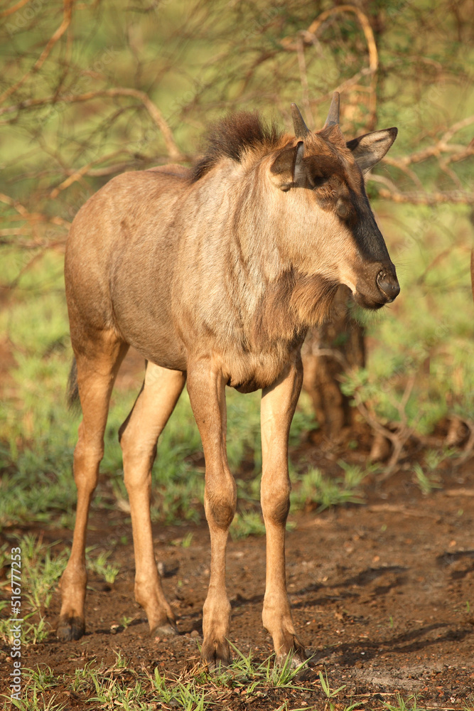 Streifengnu / Blue Wildebeest / Connochaetes taurinus Streifengnu / Blue Wildebeest / Connochaetes taurinus