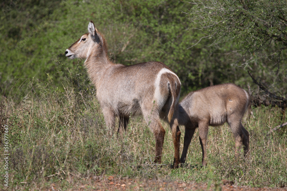 Wasserbock / Waterbuck / Kobus ellipsiprymnus Wasserbock / Waterbuck / Kobus ellipsiprymnus