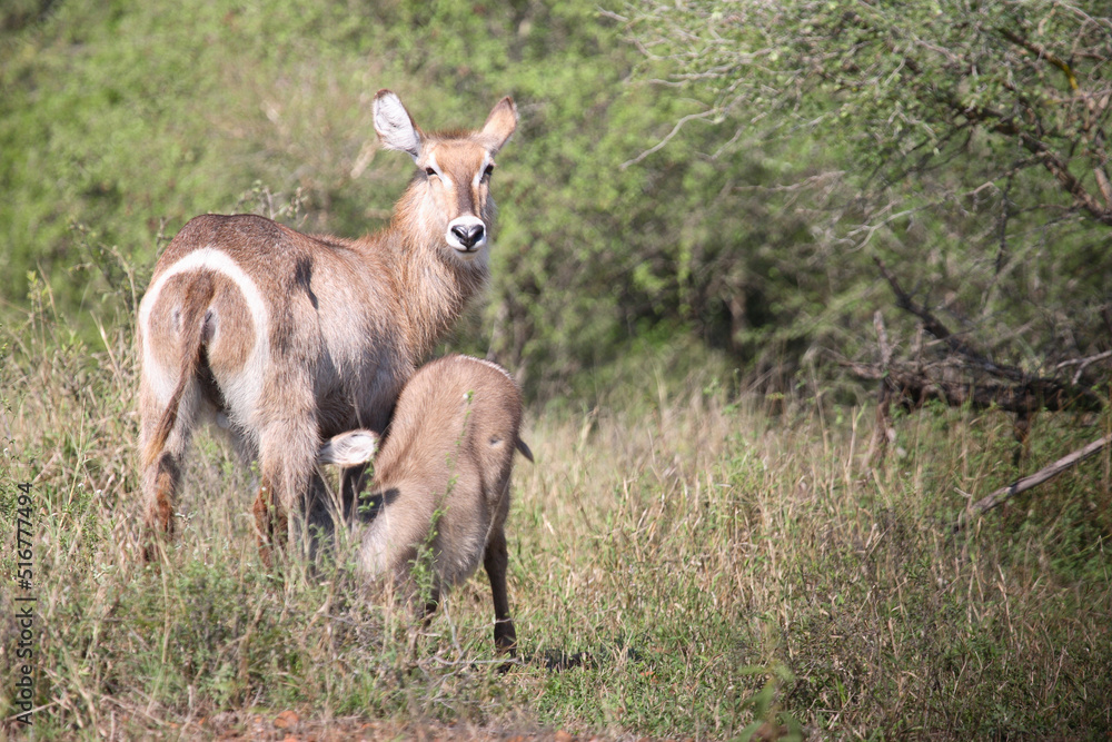 Wasserbock / Waterbuck / Kobus ellipsiprymnus Wasserbock / Waterbuck / Kobus ellipsiprymnus
