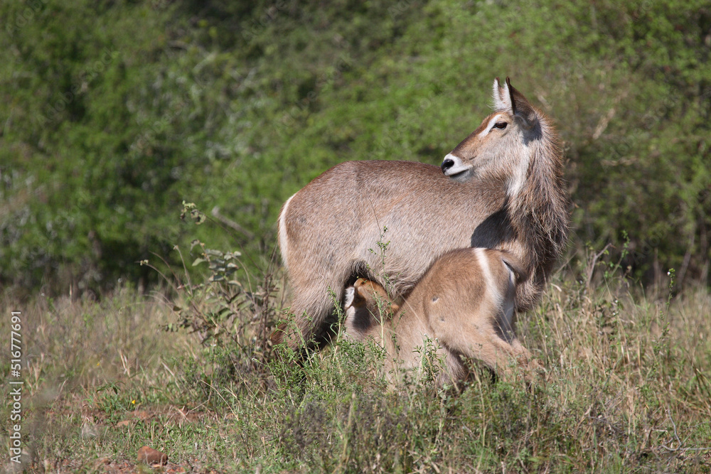 Wasserbock / Waterbuck / Kobus ellipsiprymnus Wasserbock / Waterbuck / Kobus ellipsiprymnus