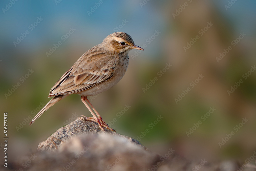 Paddy field pipit bird or oriental pipit bird at farmland. Paddy field pipit bird or oriental pipit bird at farmland.