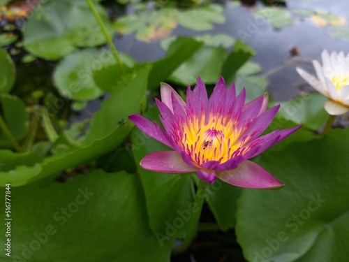 pink water lily