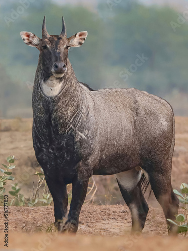 A male Nilgai (Boselaphus tragocamelus) also known as Blue Bull.