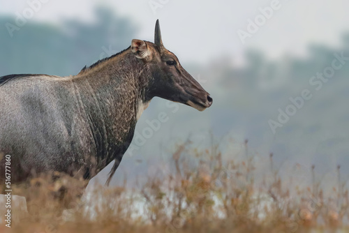 A male Nilgai (Boselaphus tragocamelus) also known as Blue Bull. photo