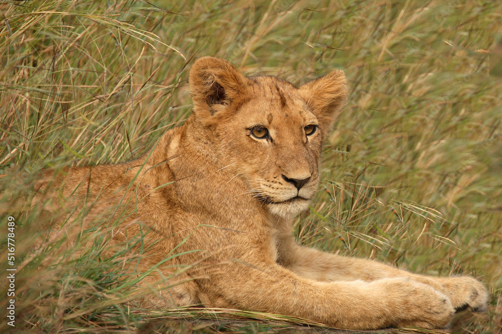 Afrikanischer Löwe / African Lion / Panthera Leo. Afrikanischer Löwe / African Lion / Panthera Leo.