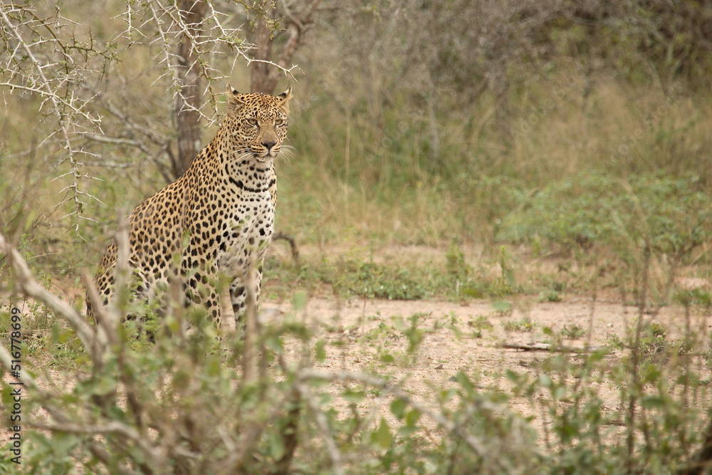 Obraz premium Leopard / Leopard / Panthera pardus.