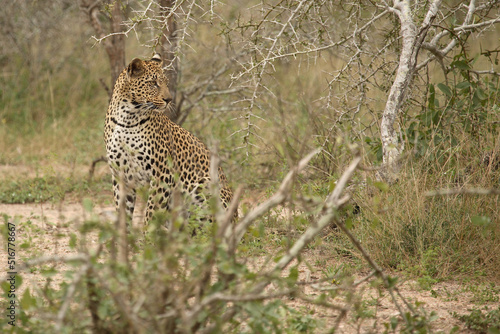 Leopard   Leopard   Panthera pardus.