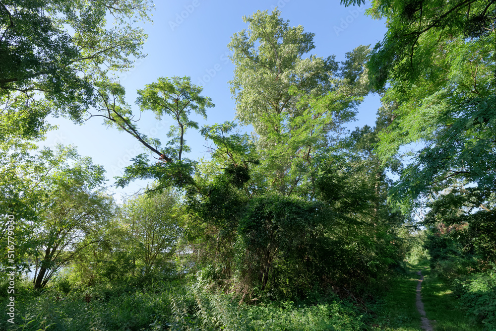 Fototapeta premium hiking path of Menards Loire river bank