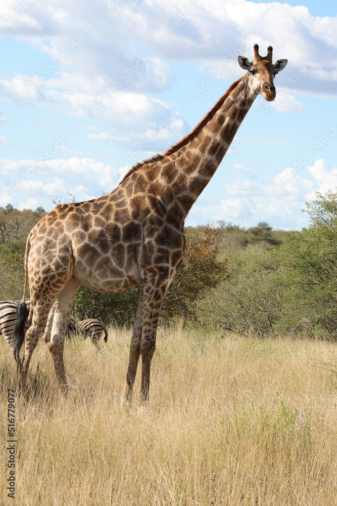 Obraz premium Giraffe / Giraffe / Giraffa Camelopardalis