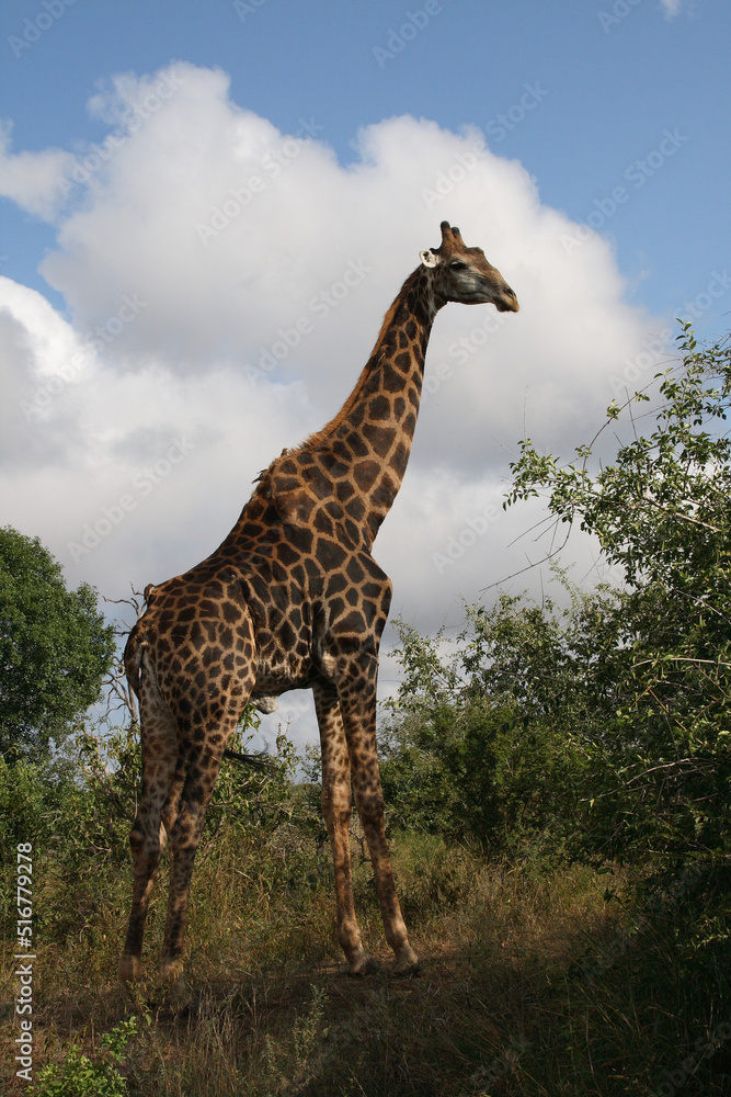Fototapeta premium Giraffe / Giraffe / Giraffa Camelopardalis