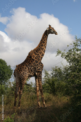 Giraffe   Giraffe   Giraffa Camelopardalis