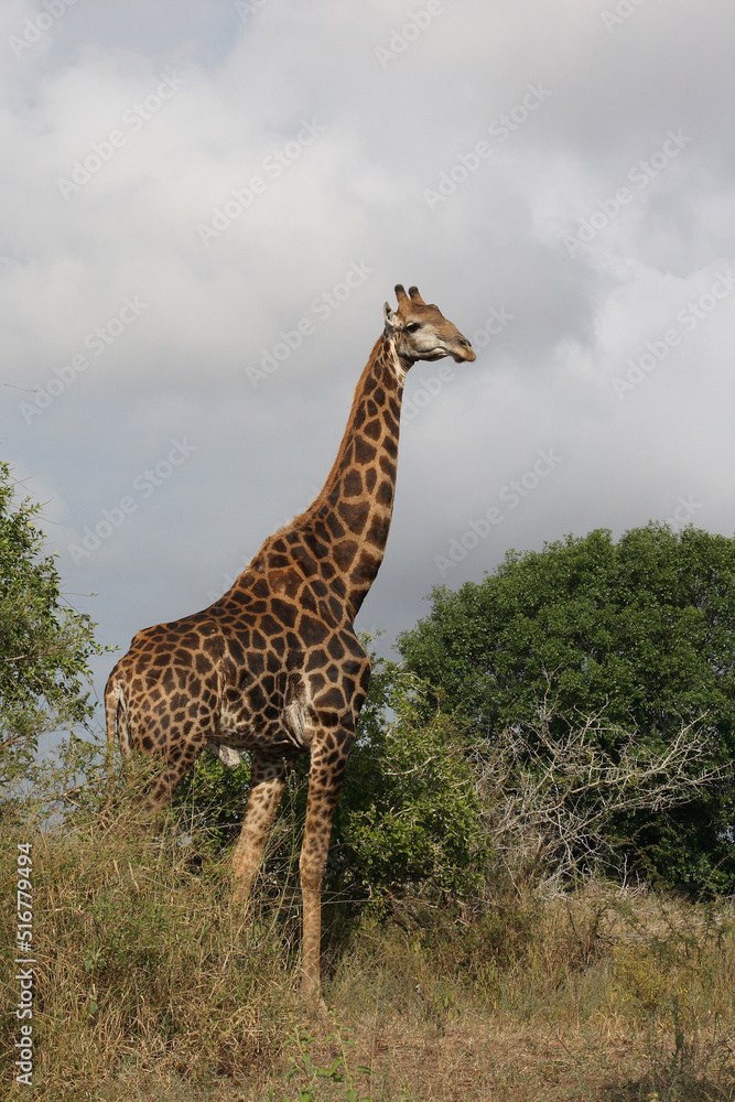 Fototapeta premium Giraffe / Giraffe / Giraffa Camelopardalis