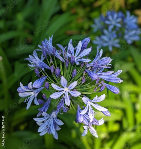 blue flowers in the garden