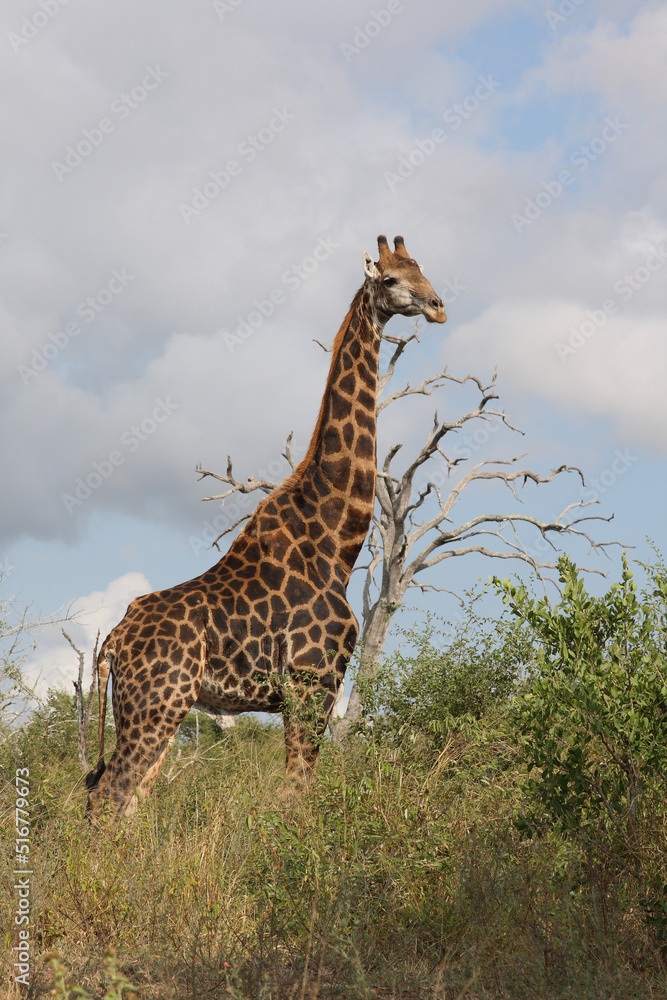 Fototapeta premium Giraffe / Giraffe / Giraffa Camelopardalis