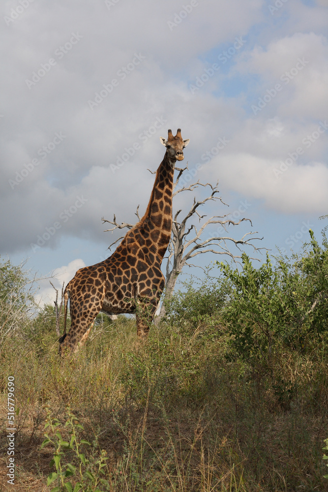 Fototapeta premium Giraffe / Giraffe / Giraffa Camelopardalis