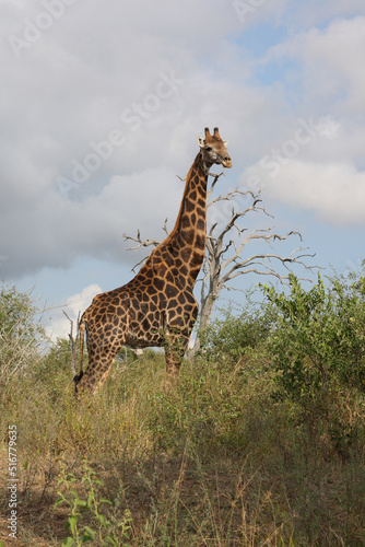 Giraffe   Giraffe   Giraffa Camelopardalis