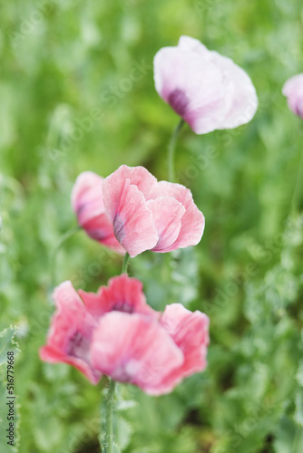 Pink poppy on the field, beautiful flowers, vertically.