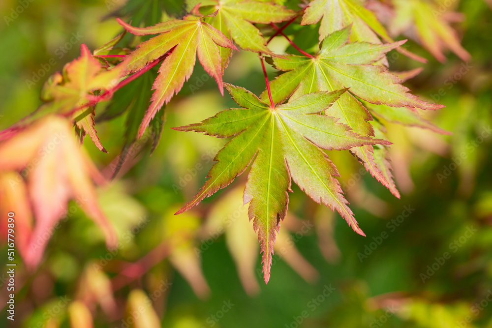 Green spring leaves of Amur Maple tree. Japanese maple acer japonicum leaves on a natural background. Green spring leaves of Amur Maple tree. Japanese maple acer japonicum leaves on a natural background.