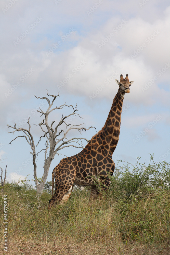 Fototapeta premium Giraffe / Giraffe / Giraffa Camelopardalis