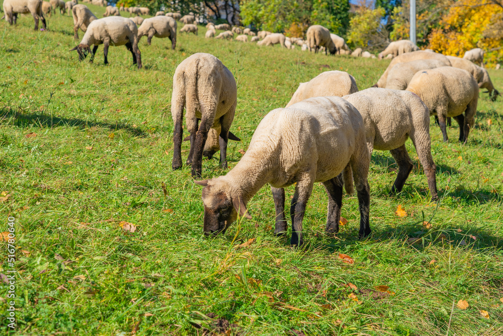 Freshly shorn sheep graze in a meadow Freshly shorn sheep graze in a meadow