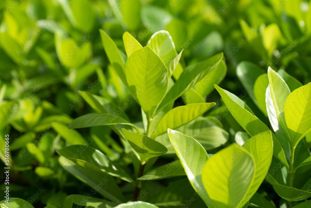 Obraz premium Green leaf in the Garden