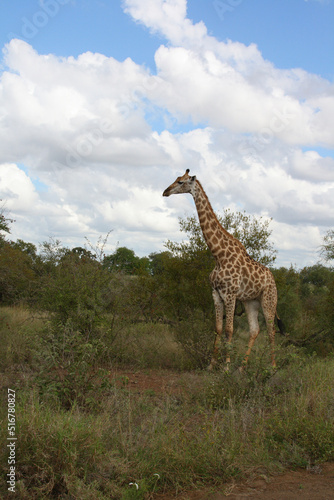 Giraffe   Giraffe   Giraffa Camelopardalis